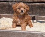 Small #1 Cavapoo (Miniature)
