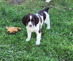 English Springer Spaniel Puppy for sale in TITUSVILLE, PA, USA