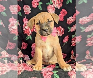 Boerboel Puppy for sale in NOTTINGHAM, PA, USA