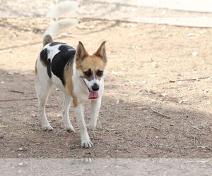 Delia - Female Jack Russell Terrier-Texas Heeler Mix Dog for Adoption - Photo #2