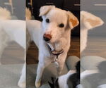 Small #2 Huskies -Labrador Retriever Mix