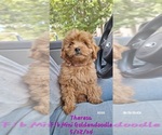 Puppy Theresa Goldendoodle (Miniature)