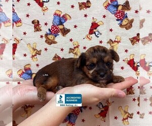 Yorkshire Terrier Puppy for sale in WINNSBORO, LA, USA