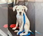 Small #4 Boxer