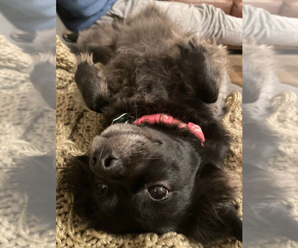 Medium Photo #3 Chiweenie Puppy For Sale in Claremore, OK, USA