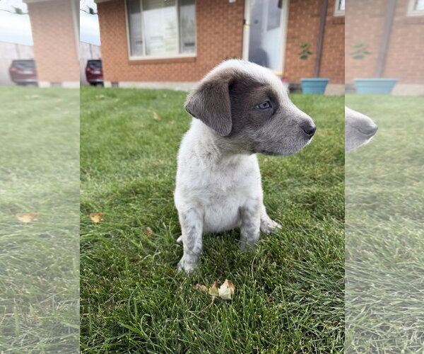 Medium Photo #2 Labrador Retriever-Unknown Mix Puppy For Sale in Sandy, UT, USA