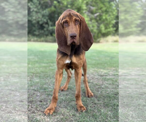 Medium Photo #1 Bloodhound Puppy For Sale in PIPE CREEK, TX, USA