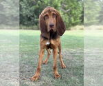 Small Bloodhound