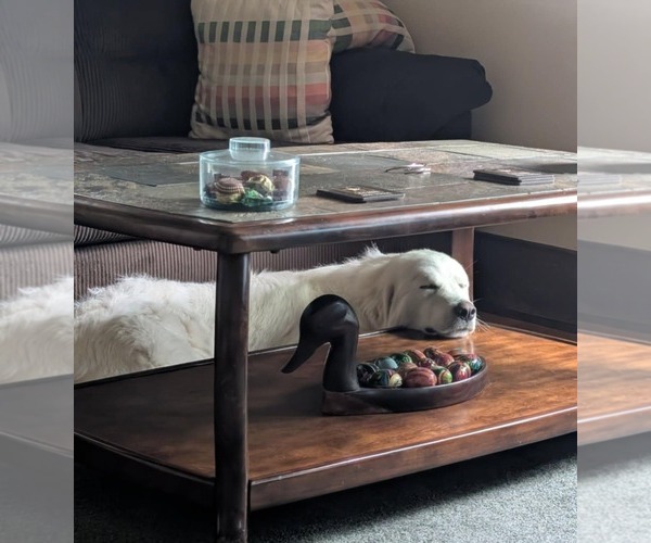 Medium Photo #3 Great Pyrenees-Unknown Mix Puppy For Sale in Rochester, NY, USA