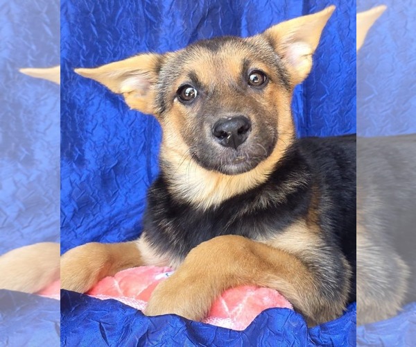 Medium Photo #1 Australian Shepherd-Unknown Mix Puppy For Sale in Cuba, NY, USA