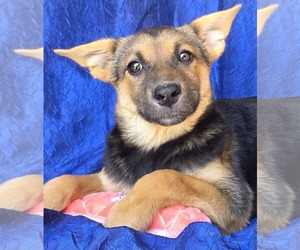Australian Shepherd-Unknown Mix Dogs for adoption in Cuba, NY, USA