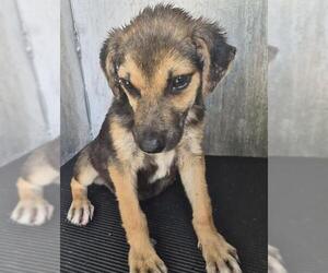 Black Mouth Cur-Unknown Mix Dogs for adoption in San Antonio, TX, USA