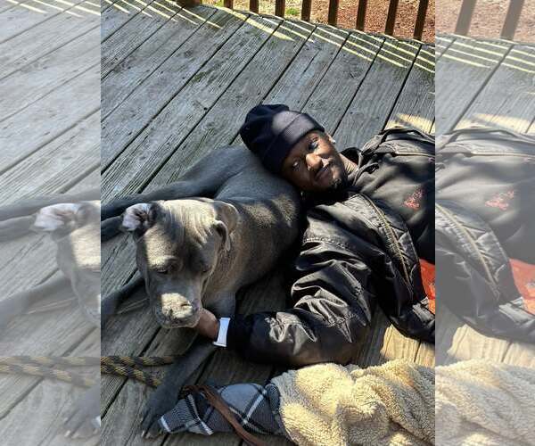 Medium Photo #2 Mutt Puppy For Sale in Belleville, MI, USA