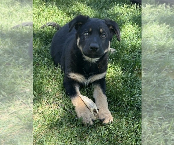 Medium Photo #5 German Shepherd Dog Puppy For Sale in GOLDENDALE, WA, USA