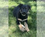 Small #4 German Shepherd Dog