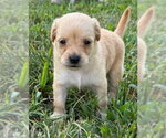 Small #3 Chihuahua Mix