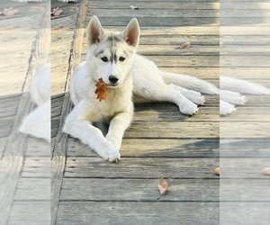 Siberian Husky Puppy for Sale in SAYLORSBURG, Pennsylvania USA