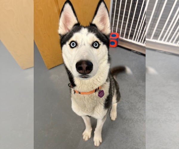 Medium Photo #1 Siberian Husky Puppy For Sale in Severn, MD, USA