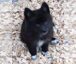 Small Photo #4 Huskimo Puppy For Sale in SEBRING, FL, USA