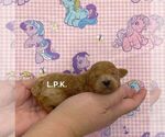 Small Photo #2 Poodle (Toy) Puppy For Sale in WINNSBORO, LA, USA