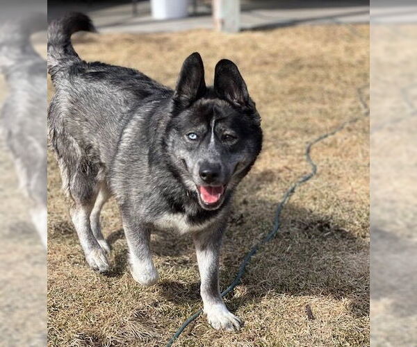 Medium Photo #7 - Mix Puppy For Sale in Brooklyn Center, MN, USA
