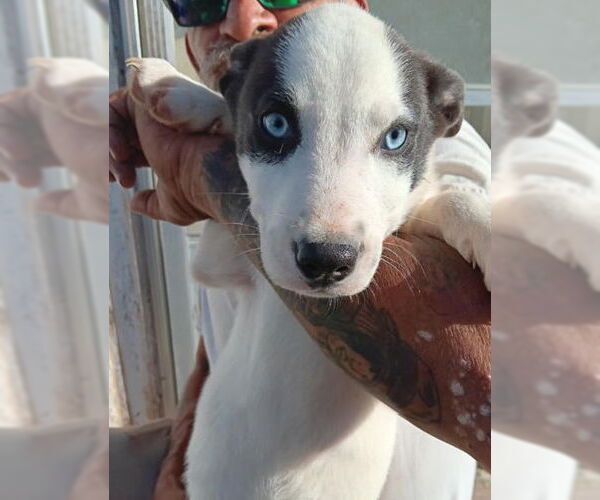 Medium Photo #1 Mutt Puppy For Sale in Grafton, WI, USA