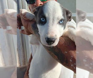Mutt Dogs for adoption in Grafton, WI, USA