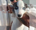 Small Mutt