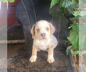 Beabull Puppy for sale in ARTHUR, IL, USA