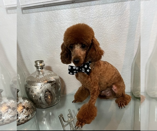 Medium Photo #1 Poodle (Toy) Puppy For Sale in ARLINGTON, TX, USA