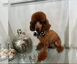 Small Photo #1 Poodle (Toy) Puppy For Sale in ARLINGTON, TX, USA