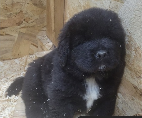 Medium Photo #1 Tibetan Mastiff Puppy For Sale in PRINCETON, MN, USA