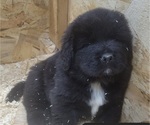 Puppy 9 Tibetan Mastiff