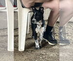 Small #1 Mutt