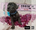 Small Photo #10 Cane Corso Puppy For Sale in POMEROY, OH, USA