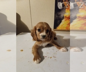 Cavalier King Charles Spaniel Puppy for sale in MCMINNVILLE, TN, USA