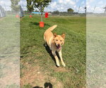 Small #7 Chow Chow-Siberian Husky Mix