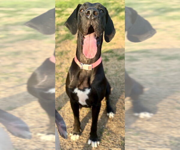 Medium Photo #4 Great Dane Puppy For Sale in Bullard, TX, USA