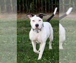 Small #8 American Pit Bull Terrier