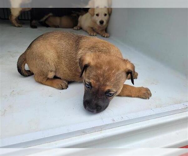 Medium Photo #1 Shepradors Puppy For Sale in Houston, TX, USA