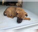 Small Shepradors