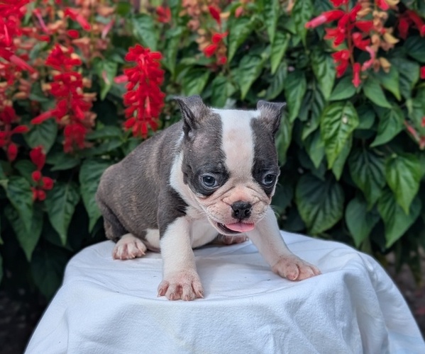 Medium Photo #20 Faux Frenchbo Bulldog Puppy For Sale in GOSHEN, IN, USA