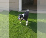 Small #5 Border Collie Mix