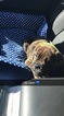 Small Photo #1 Olde English Bulldogge Puppy For Sale in DENVER, CO, USA