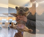 Litter of 5 - Male French BulldogLitter of Puppies for Sale - Small photo
