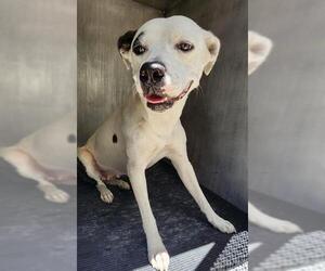 American Staffordshire Terrier-Unknown Mix Dogs for adoption in San Antonio, TX, USA
