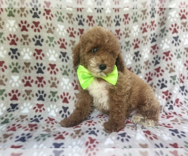 Medium Photo #2 Cock-A-Poo Puppy For Sale in LAKELAND, FL, USA