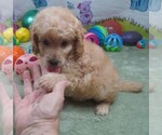 Small #6 Cavapoo