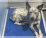 Small Australian Cattle Dog