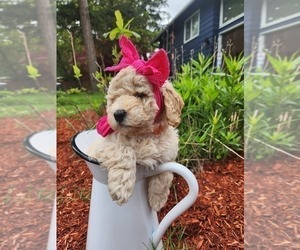 Goldendoodle Puppy for Sale in MARYSVILLE, Washington USA